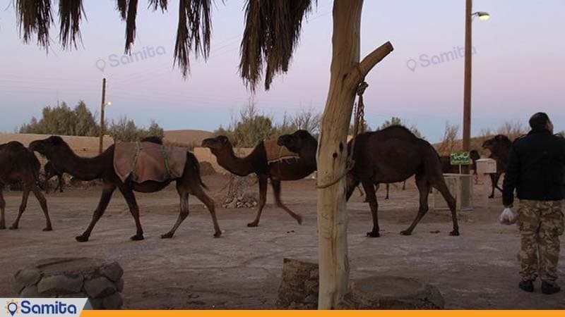 شتر سواری اقامتگاه سنتی بارانداز جندق